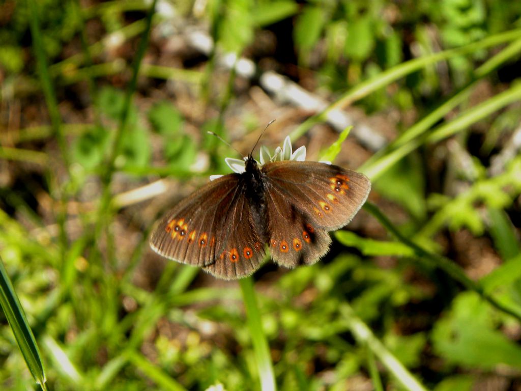 Erebia albergana - Nymphalidae Satyrinae